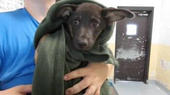 TROUT -  German Shepherd Dog Dog for Adoption in Tulsa, Oklahoma - TROUT | PetCurious