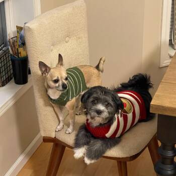 Ignacio D11779 -  Chihuahua and Rat Terrier Dog for Adoption - Ignacio D11779 | PetCurious