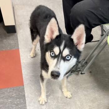 Siberian Husky Dogs Available for Adoption - Roger Rabbit | PetCurious
