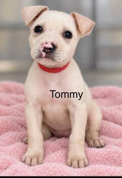 Tommy -  Retriever Dog for Adoption in Pawleys Island, South Carolina - Tommy | PetCurious
