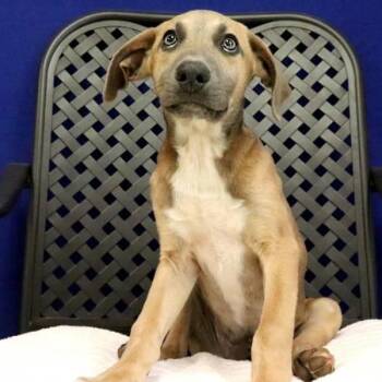 Limestone -  Dachshund and Shepherd Dog for Adoption in Midland, Texas - Limestone | PetCurious