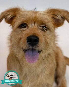 Hamilton -  Terrier and Retriever Dog for Adoption in Kennesaw, Georgia - Hamilton | PetCurious