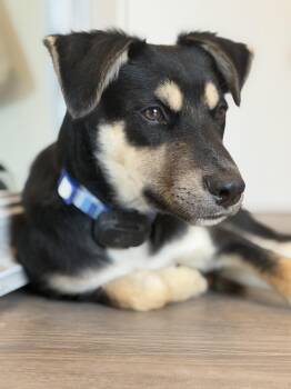 Howie- so sweet -  Australian Kelpie Dog for Adoption in Mettawa, Illinois - Howie- So Sweet | PetCurious