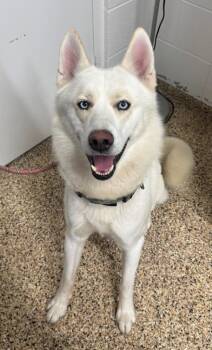 DODGER -  Siberian Husky Dog for Adoption in Hastings, Michigan - DODGER | PetCurious