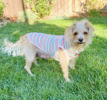 Rescue Yorkshire Terrier and Poodle Dogs for Adoption in Palo Alto, California - Apple | PetCurious