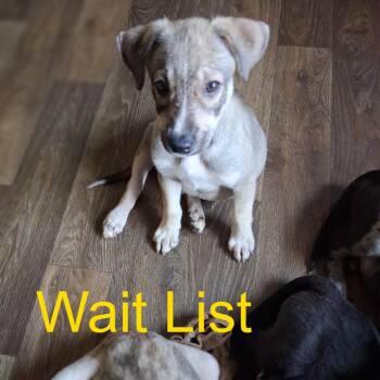 Frisky -  Black Labrador Retriever and Siberian Husky Dog for Adoption in Livingston, Texas - Frisky | PetCurious