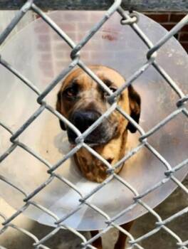 Rescue Shepherd and Pit Bull Terrier Dogs for Adoption in Hartsville, South Carolina - Gloria | PetCurious