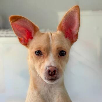 Summer -  Chihuahua and Mixed Breed Dog for Adoption in Chapel Hill, North Carolina - Summer | PetCurious