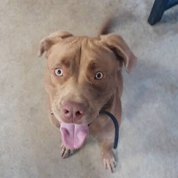 Rescue Pit Bull Terrier and Labrador Retriever Dogs for Adoption in Jasper, Indiana - Merlin | PetCurious