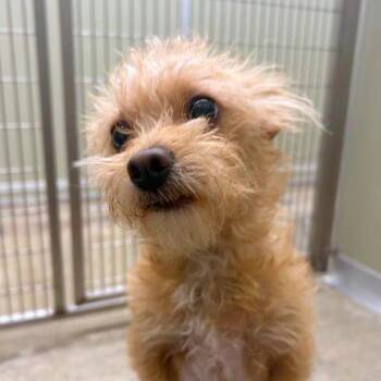 Madeline -  Norwich Terrier and Mixed Breed Dog for Adoption in Woodinville, Washington - Madeline | PetCurious