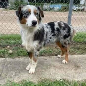Bingo -  Australian Shepherd Dog for Adoption in Tylertown, Mississippi - Bingo | PetCurious