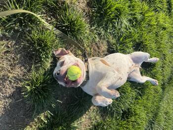 Ezri -  Pit Bull Terrier Dog Available for Adoption in Blair, Nebraska - Ezri | PetCurious