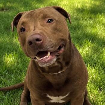 Duke -  Chocolate Labrador Retriever and Mixed Breed Dog for Adoption in Houston, Texas - Duke | PetCurious