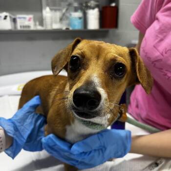 Peachy -  Mixed Breed Dog for Adoption in Summerville, South Carolina - Peachy | PetCurious