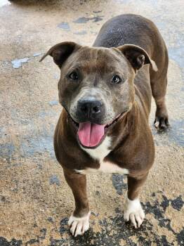 Rescue Pit Bull Terrier Dogs for Adoption in Troy, Alabama - Queen | PetCurious