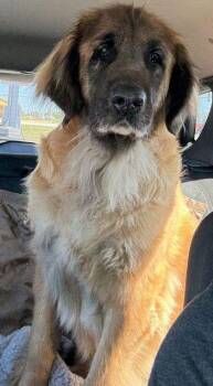 Rescue Leonberger Dogs for Adoption in Larkspur, Colorado - Riley | PetCurious