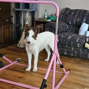 Border Collie Dogs Available for Adoption in Lynchburg, Virginia - Waddles | PetCurious