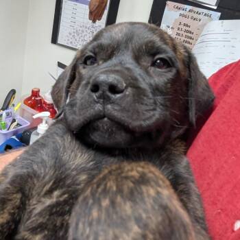 Labrador Retriever Dogs Available for Adoption in Parrish, Alabama - Mr. Big | PetCurious