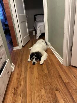 Pete -  Great Pyrenees and Mixed Breed Dog for Adoption in Denver, Colorado - Pete | PetCurious
