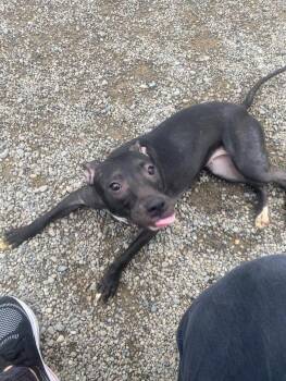 Rescue Pit Bull Terrier Dogs for Adoption in Binghamton, New York - Phoebe | PetCurious