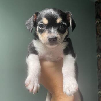 Hyatt -  Chihuahua and Mixed Breed Dog for Adoption in Los Angeles, California - Hyatt | PetCurious