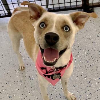 Rescue Cattle Dog Dogs for Adoption in Oklahoma City, Oklahoma - Heidi | PetCurious