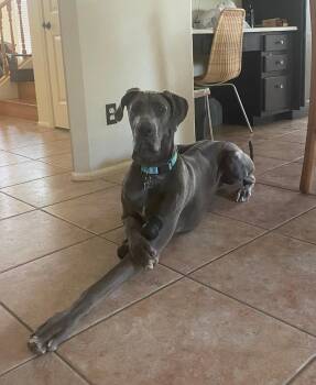 Great Dane Dogs Available for Adoption in Mesa, Arizona - Gracie | PetCurious
