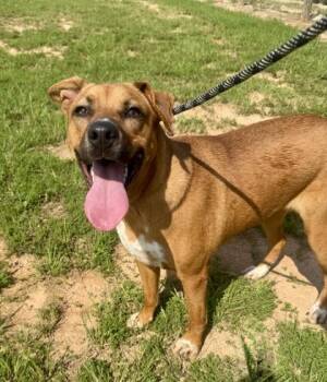 Carrot -  Mixed Breed Dog for Adoption in Atlanta, Georgia - Carrot | PetCurious
