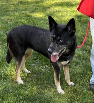 Siberian Husky Dogs Available for Adoption in Vancouver, Washington - Nikita | PetCurious