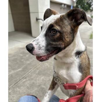 Mixed Breed Dogs Available for Adoption in Pleasanton, California - Meggy (puppy) - ECAS | PetCurious