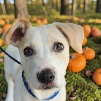 Tobey Maguire -  Chiweenie Dog for Adoption in Lorida, Florida - Tobey Maguire | PetCurious