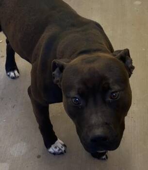 Pit Bull Terrier Dogs Available for Adoption in Elizabethton, Tennessee - ROAN | PetCurious