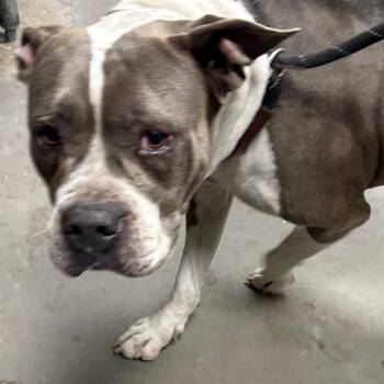 Pit Bull Terrier Dogs Available for Adoption - Cream | PetCurious