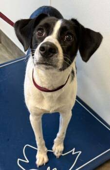 Jason -  Labrador Retriever and Mixed Breed Dog for Adoption in Bowling Green, Kentucky - Jason | PetCurious