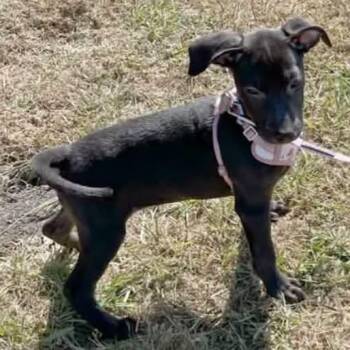 Marta -  Labrador Retriever and Shepherd Dog for Adoption in Traverse City, Michigan - Marta | PetCurious