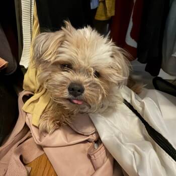 Shih Tzu Dogs Available for Adoption in New York, New York - Arthur | PetCurious