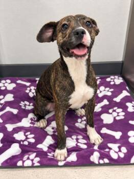 Hadley -  Mixed Breed Dog for Adoption in Gulfport, Mississippi - Hadley | PetCurious