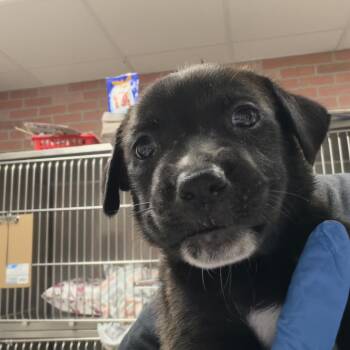 Henritta -  Labrador Retriever Dog for Adoption in Parrish, Alabama - Henritta | PetCurious