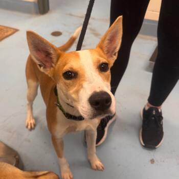 Mixed Breed Dogs Available for Adoption in Brockton, Massachusetts - Musa | PetCurious