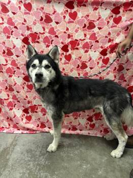Husky Dogs Available for Adoption - TRIPP | PetCurious