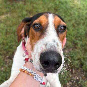 Dixie -  Beagle Dog for Adoption in West Des Moines, Iowa - Dixie | PetCurious
