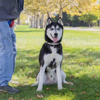 Kodiak -  Mixed Breed Dog for Adoption in Dearborn, Michigan - Kodiak | PetCurious