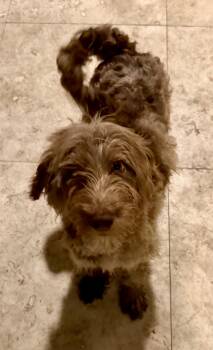 Hypoallergenic Labradoodle Puppy Boy Bisc -  Labradoodle Dog for Adoption in Boca Raton, Florida - Hypoallergenic Labradoodle Puppy Boy Bisc | PetCurious