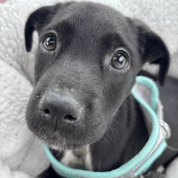Labrador Retriever and Terrier Dogs Available for Adoption in Minnetonka, Minnesota - Kenobi D69197 | PetCurious