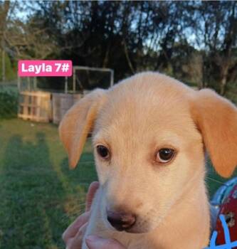 Rescue Mixed Breed Dogs for Adoption in West Chester, Pennsylvania - Layla | PetCurious