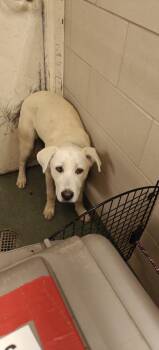 Mixed Breed Dogs Available for Adoption - ASH | PetCurious