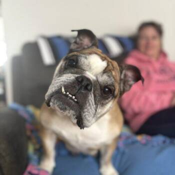 Rosie -  English Bulldog Dog for Adoption in Vienna, Ontario - Rosie | PetCurious