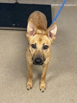 Lara -IN FOSTER -  Mixed Breed Dog for Adoption in Chamblee, Georgia - Lara -IN FOSTER | PetCurious