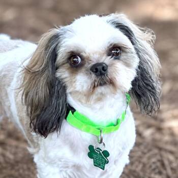 Gimli -  Shih Tzu Dog for Adoption in Boerne, Texas - Gimli | PetCurious