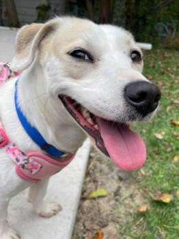 Rescue Dachshund and Beagle Dogs for Adoption in Johnston, Iowa - Noodle | PetCurious